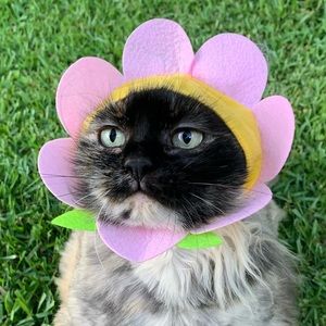 Meet your Posher, Bailey